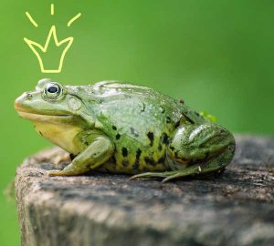 frog princess